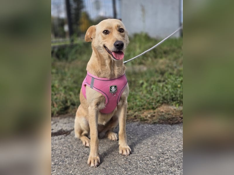 Zlatica❤️kleines Labbi-Mischlingsmädchen