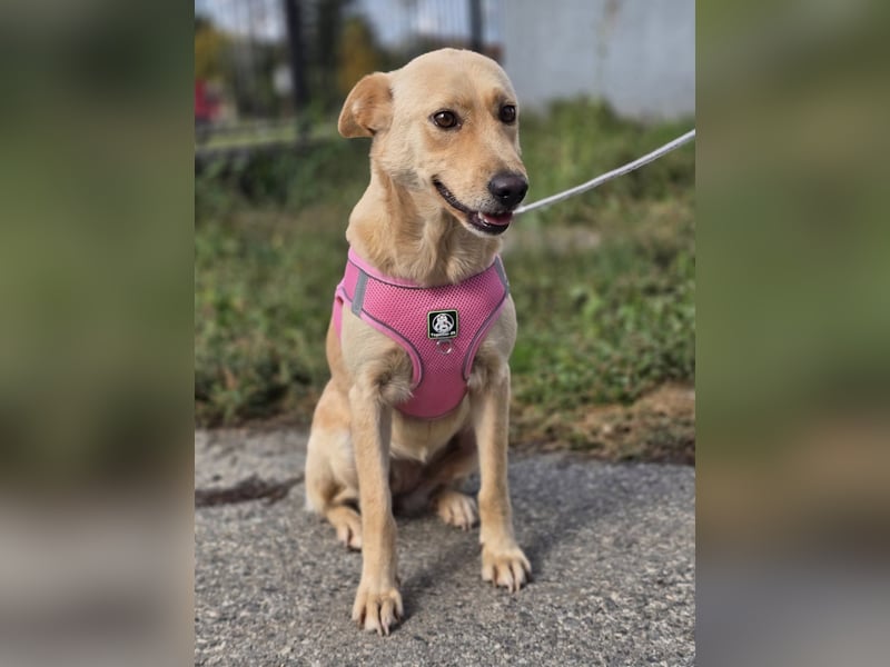 Zlatica❤️kleines Labbi-Mischlingsmädchen