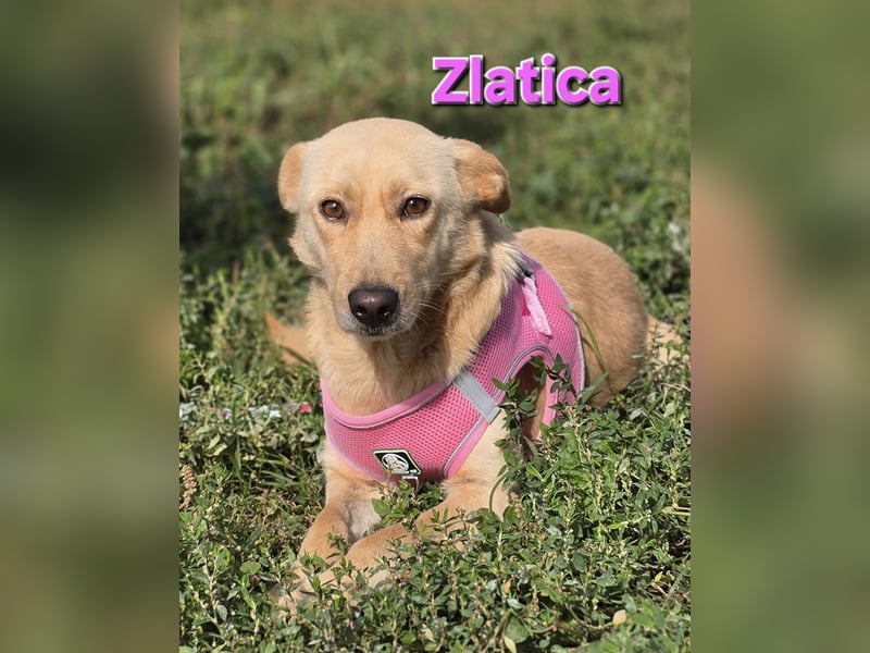 Zlatica❤️kleines Labbi-Mischlingsmädchen