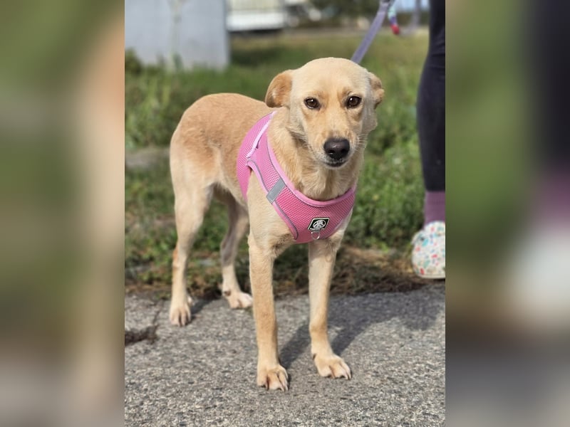 Zlatica❤️kleines Labbi-Mischlingsmädchen