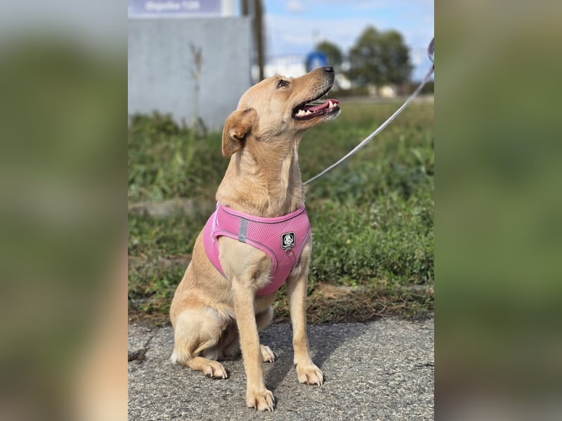 Zlatica❤️kleines Labbi-Mischlingsmädchen