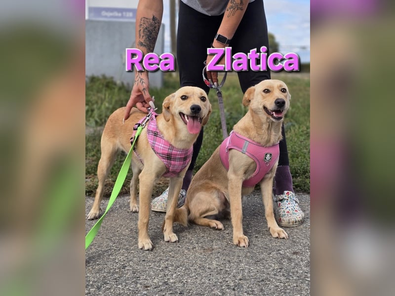 Zlatica❤️kleines Labbi-Mischlingsmädchen