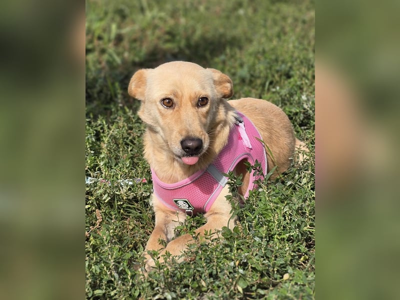 Zlatica❤️kleines Labbi-Mischlingsmädchen