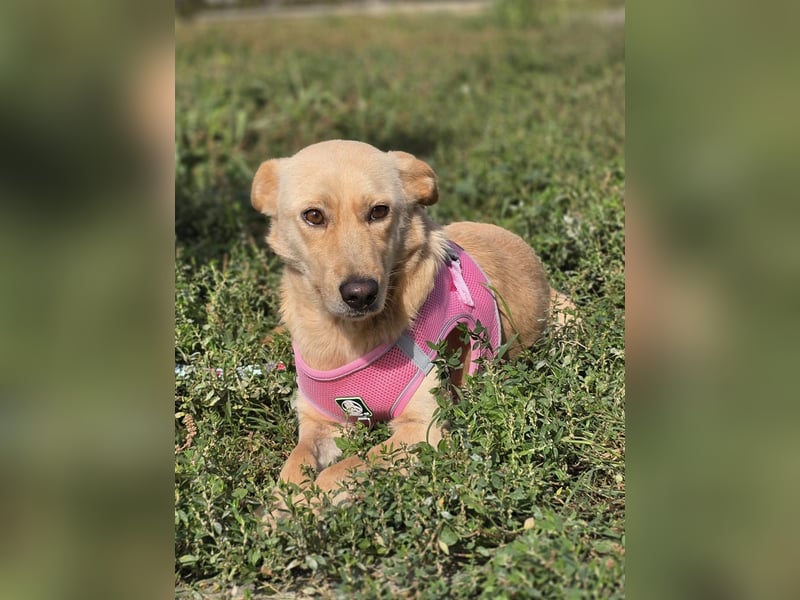 Zlatica❤️kleines Labbi-Mischlingsmädchen