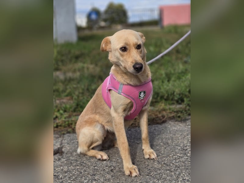 Zlatica❤️kleines Labbi-Mischlingsmädchen