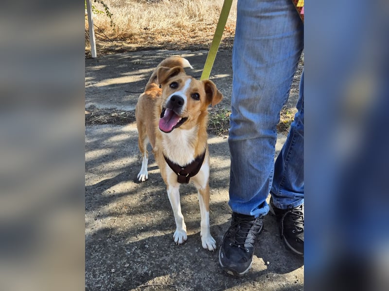 Süße Tilda sucht ihre Menschen Süße Tilda sucht ihre Menschen