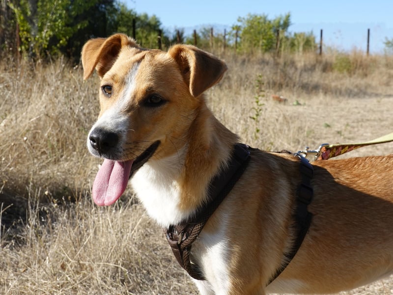 Süße Tilda sucht ihre Menschen Süße Tilda sucht ihre Menschen