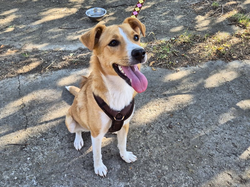 Süße Tilda sucht ihre Menschen Süße Tilda sucht ihre Menschen