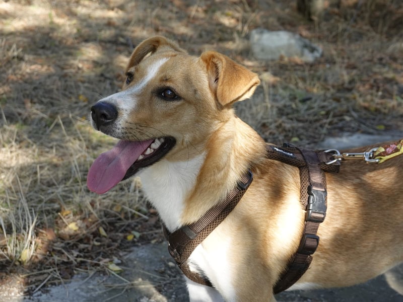 Süße Tilda sucht ihre Menschen Süße Tilda sucht ihre Menschen