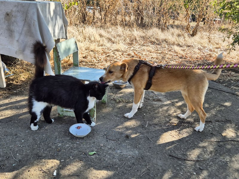 Süße Tilda sucht ihre Menschen Süße Tilda sucht ihre Menschen