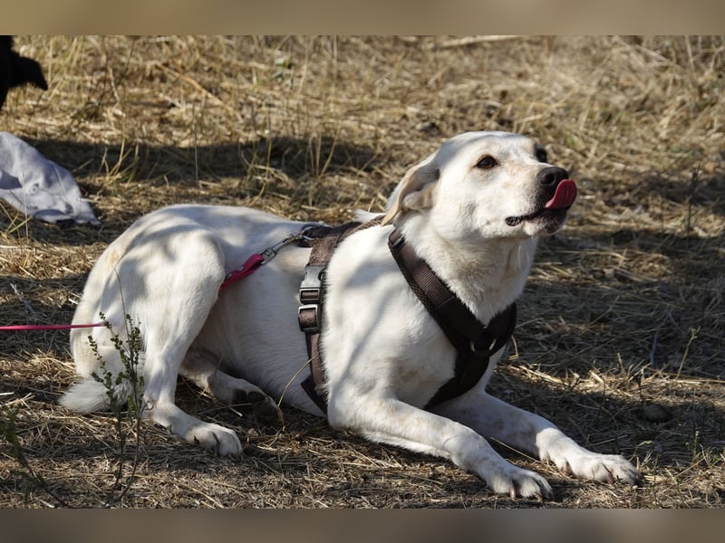 Bailey sucht ihre Menschen Bailey sucht ihre Menschen