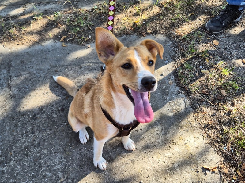 Süße Tilda sucht ihre Menschen Süße Tilda sucht ihre Menschen