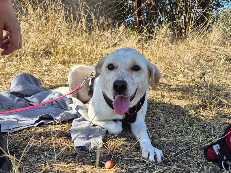 Bailey sucht ihre Menschen Bailey sucht ihre Menschen