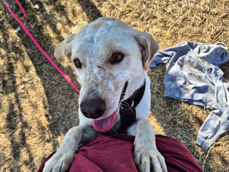 Bailey sucht ihre Menschen Bailey sucht ihre Menschen