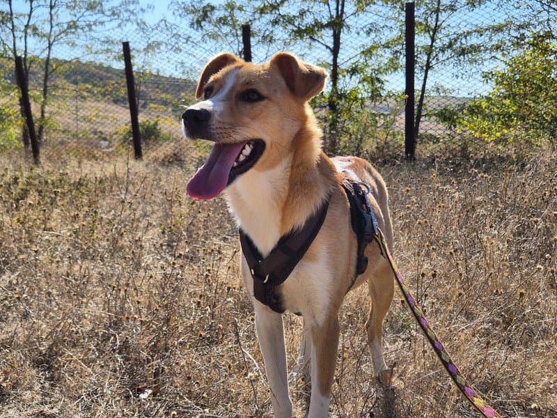 Süße Tilda sucht ihre Menschen Süße Tilda sucht ihre Menschen