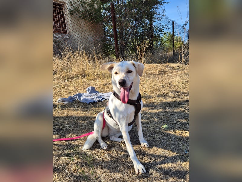 Bailey sucht ihre Menschen Bailey sucht ihre Menschen