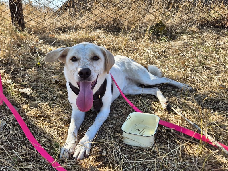 Bailey sucht ihre Menschen Bailey sucht ihre Menschen