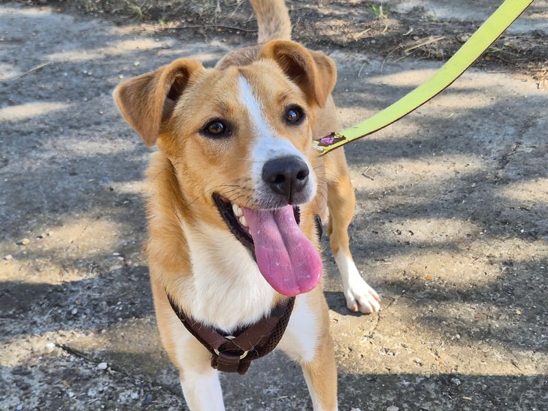 Süße Tilda sucht ihre Menschen Süße Tilda sucht ihre Menschen