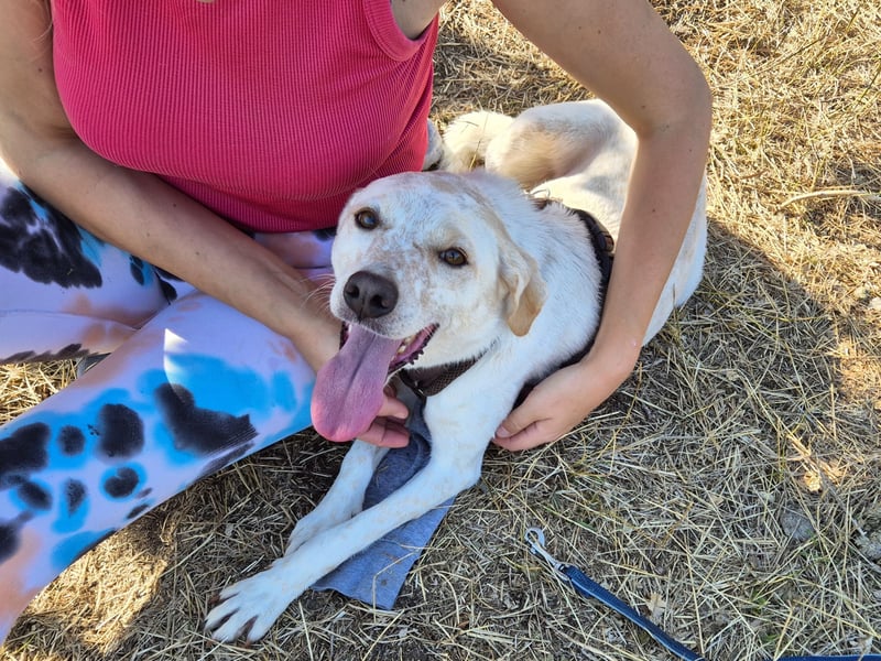 Bailey sucht ihre Menschen Bailey sucht ihre Menschen