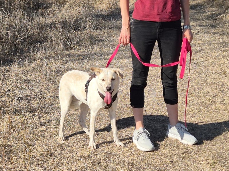 Bailey sucht ihre Menschen Bailey sucht ihre Menschen