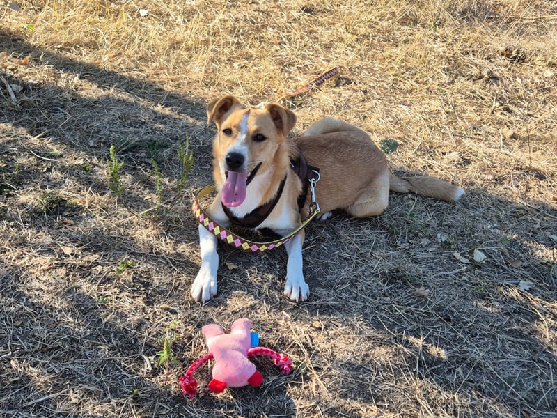 Süße Tilda sucht ihre Menschen Süße Tilda sucht ihre Menschen