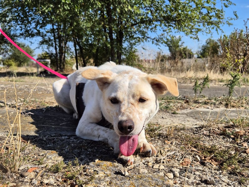 Bailey sucht ihre Menschen Bailey sucht ihre Menschen