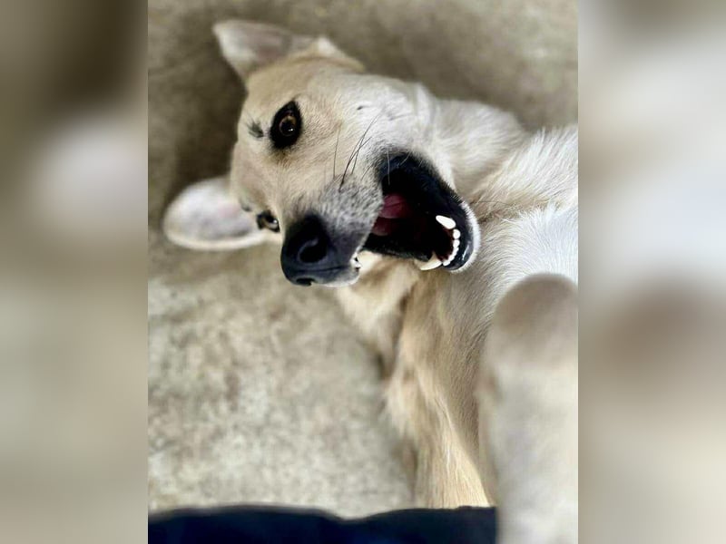Sammy – verspielter, schmusiger Labbi-Mix