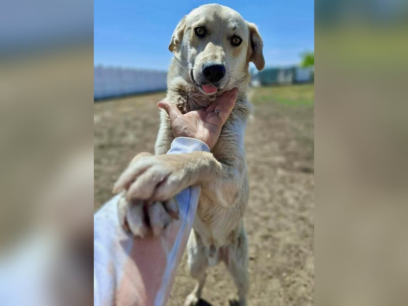 Sammy – verspielter, schmusiger Labbi-Mix