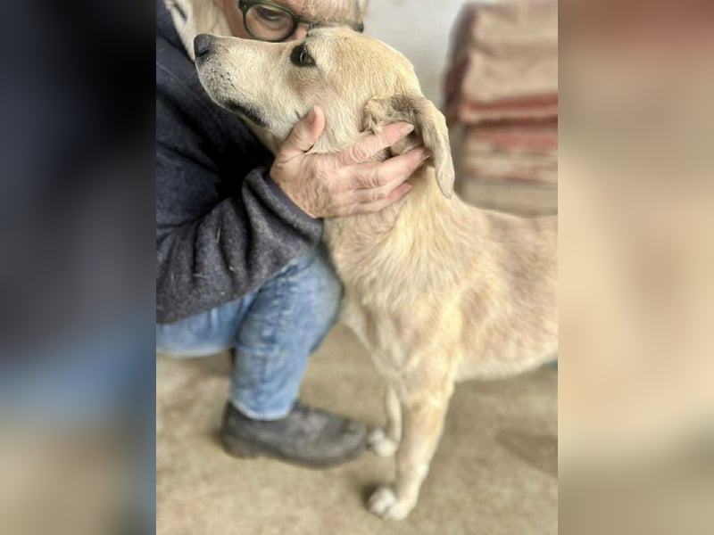 Sammy – verspielter, schmusiger Labbi-Mix