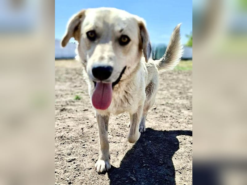 Sammy – verspielter, schmusiger Labbi-Mix