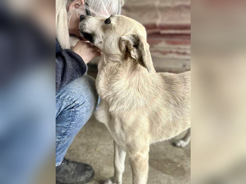 Sammy – verspielter, schmusiger Labbi-Mix