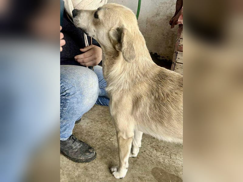 Sammy – verspielter, schmusiger Labbi-Mix
