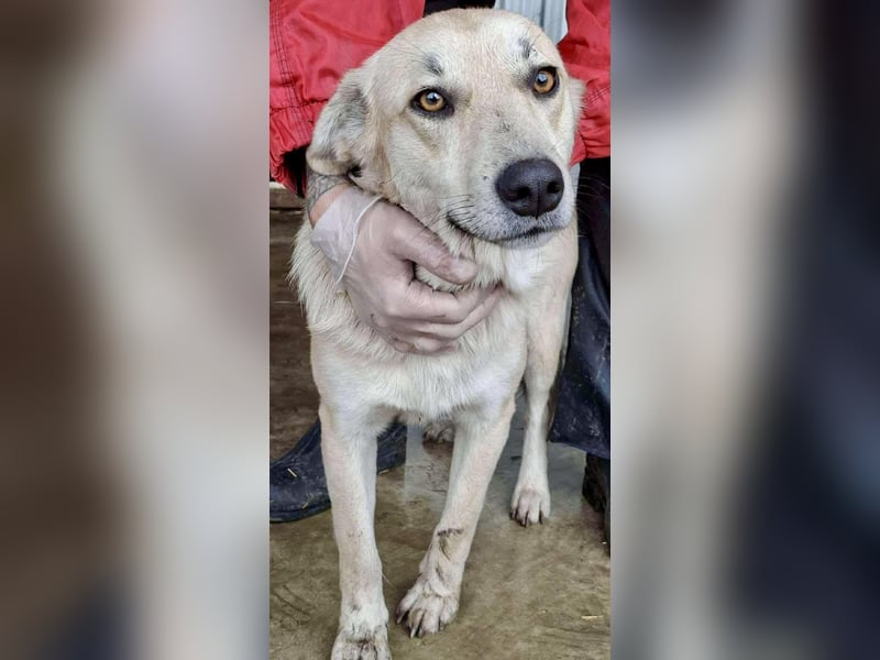 Sammy – verspielter, schmusiger Labbi-Mix