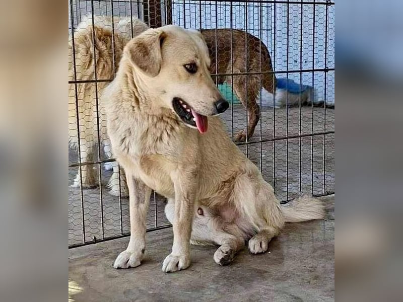 Sammy – verspielter, schmusiger Labbi-Mix
