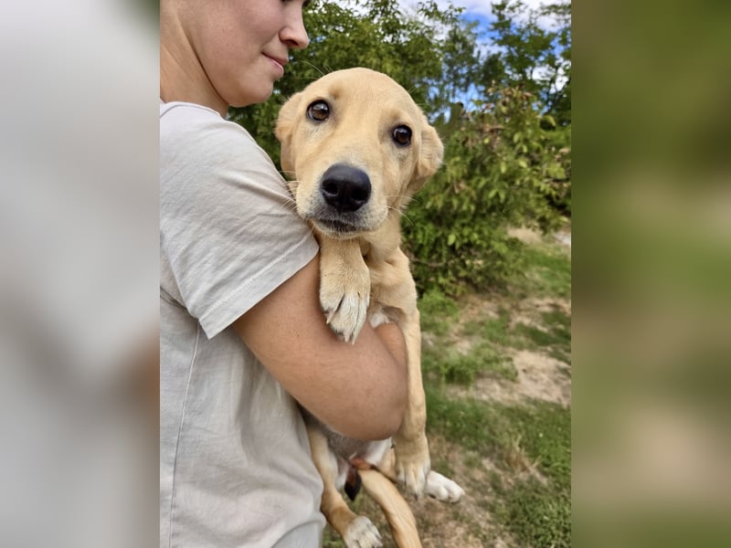 Fröhliches Labrador ähnl. Hundemädchen, 4Mon., 40cm, rundum sozial