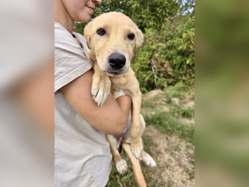 Fröhliches Labrador ähnl. Hundemädchen, 4Mon., 40cm, rundum sozial