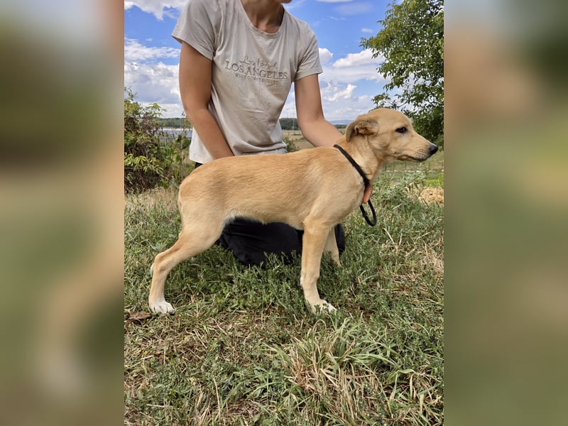 Fröhliches Labrador ähnl. Hundemädchen, 4Mon., 40cm, rundum sozial