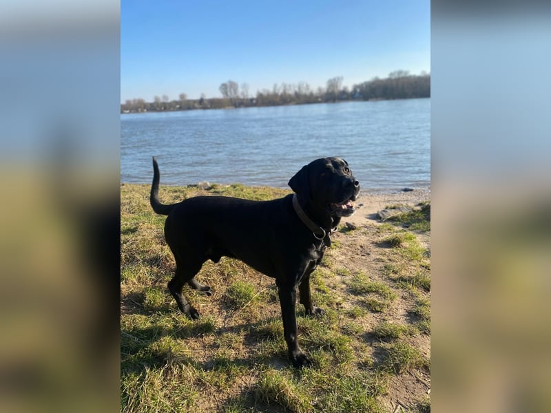Wunderschöner und gesunder Labrador Dobermann Mix Köln