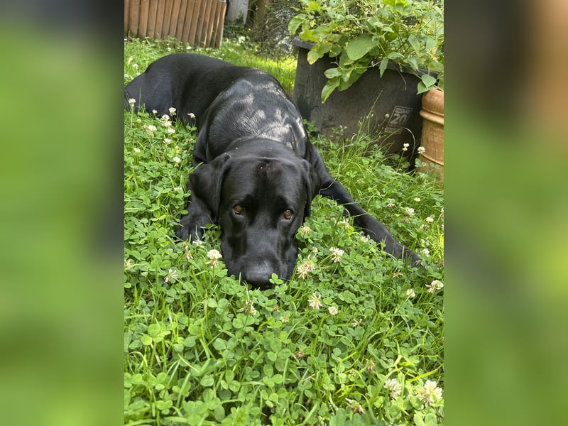 Wunderschöner und gesunder Labrador Dobermann Mix Köln