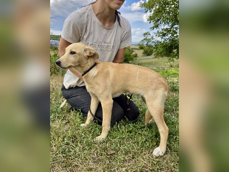 Fröhliches Labrador ähnl. Hundemädchen, 4Mon., 40cm, rundum sozial