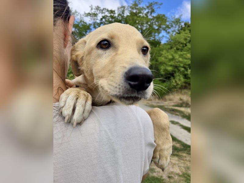 Fröhliches Labrador ähnl. Hundemädchen, 4Mon., 40cm, rundum sozial