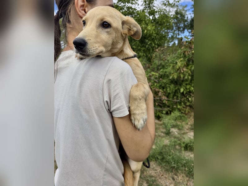 Fröhliches Labrador ähnl. Hundemädchen, 4Mon., 40cm, rundum sozial