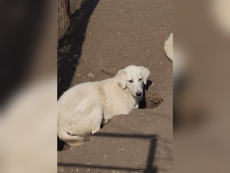 LOLA 2 vermisst ihre Schwester so sehr und möchte Rumänien ganz schnell verlassen