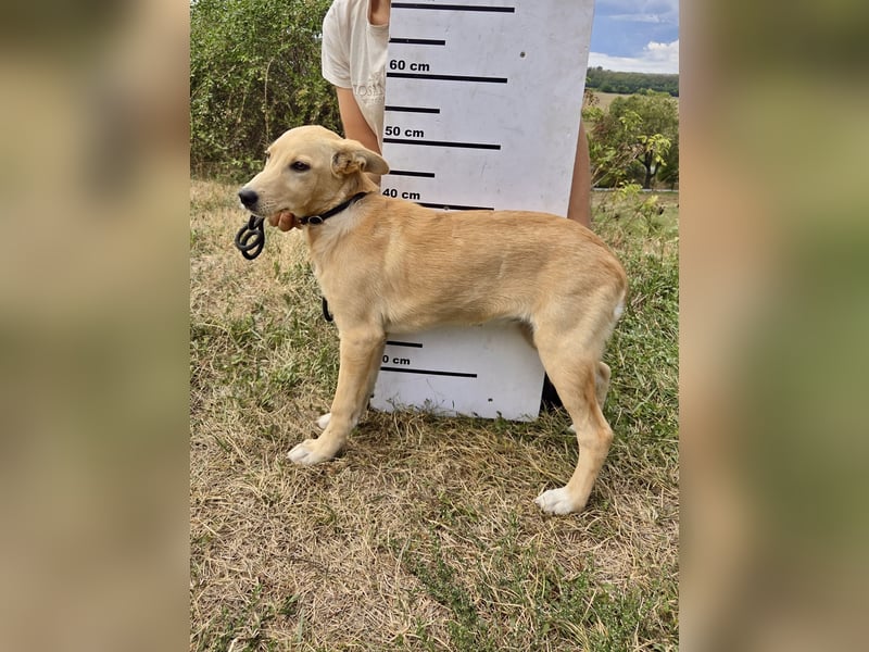 Fröhliches Labrador ähnl. Hundemädchen, 4Mon., 40cm, rundum sozial