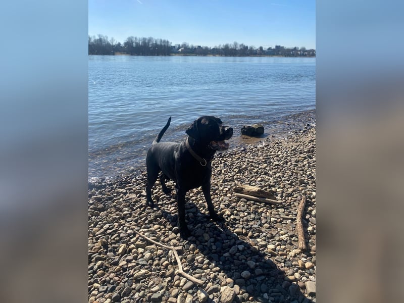 Wunderschöner und gesunder Labrador Dobermann Mix Köln