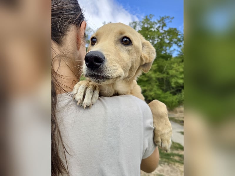 Fröhliches Labrador ähnl. Hundemädchen, 4Mon., 40cm, rundum sozial