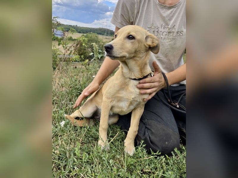 Fröhliches Labrador ähnl. Hundemädchen, 4Mon., 40cm, rundum sozial