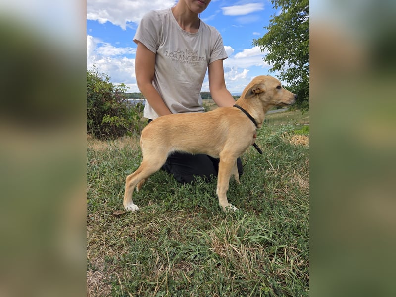 Fröhliches Labrador ähnl. Hundemädchen, 4Mon., 40cm, rundum sozial