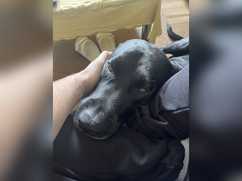 Wunderschöner und gesunder Labrador Dobermann Mix Köln