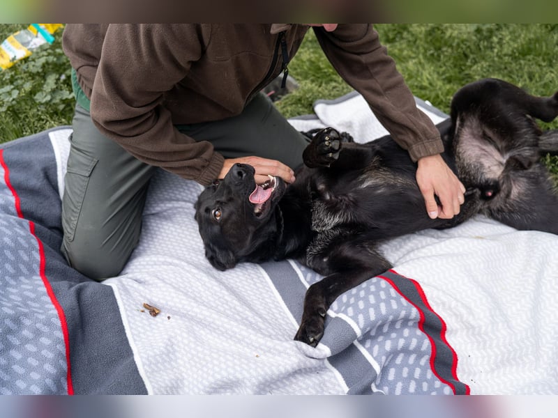 Kaszo, aufgeschlossen, liebt Menschen….so so süß ❤️